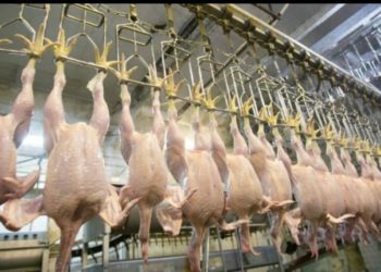 فرنسا تحظر الذبح الحلال و ردود فعل معارضة من المساجد