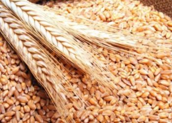 وزارة الفلاحة .. تدابير تحفيزية لضمان موسم جيد