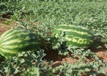 حرب المنتجات الفلاحية انطلقت..الاسبان يشنون حربا على الدلاح المغربي ، والمغاربة يردون بالخيار والطماطم !!
