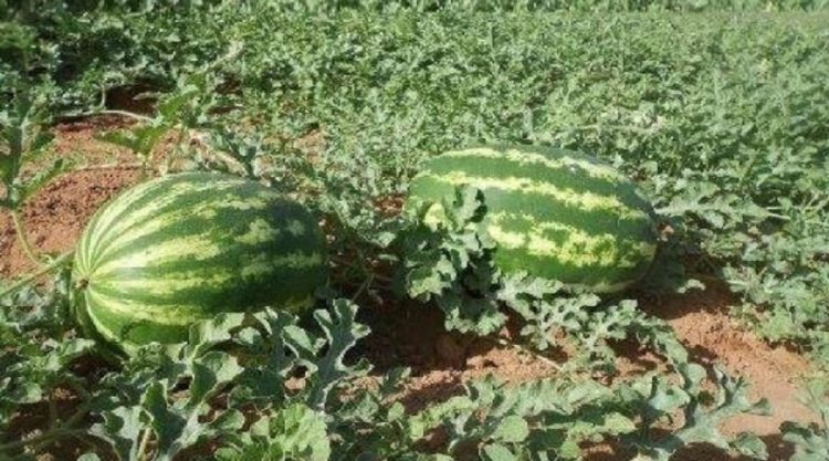 حرب المنتجات الفلاحية انطلقت..الاسبان يشنون حربا على الدلاح المغربي ، والمغاربة يردون بالخيار والطماطم !!