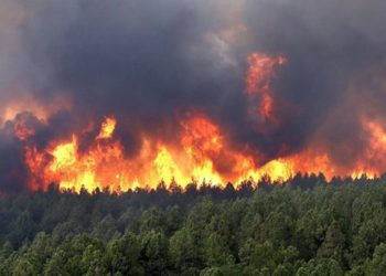 مصرع 65 شخصا جراء حرائق الغابات بالجزائر