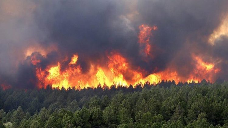 مصرع 65 شخصا جراء حرائق الغابات بالجزائر