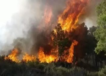 المياه و الغابات .. انخفاض المساحات المتضررة من الحرائق