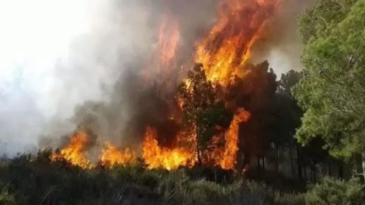 المياه و الغابات .. انخفاض المساحات المتضررة من الحرائق