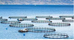 “مزرعة أسماك” قبالة الجزر الجعفرية .. هل هي بداية أزمة جديدة بين المغرب وإسبانيا؟