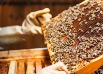 وزارة الفلاحة تخصص 130 مليون درهم لدعم القطاع مربي النحل المتضررين