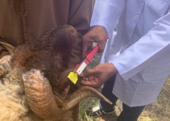 أونسا يطلق عملية ترقيم الأغنام والماعز المعدة لعيد الأضحى