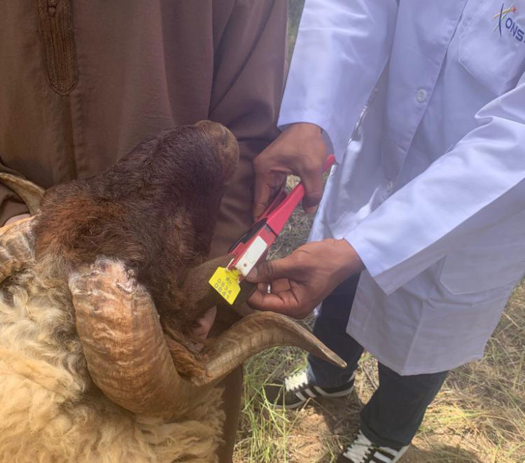 أونسا يطلق عملية ترقيم الأغنام والماعز المعدة لعيد الأضحى
