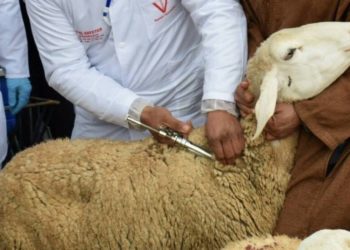 أونسا يواصل حملات تلقيح الماشية لتحصين القطيع الوطني