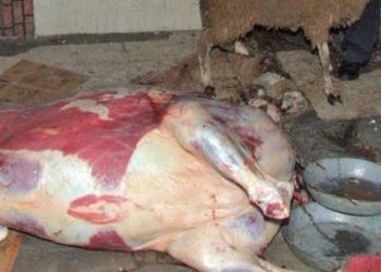 بفاس شبكة الذبيحة السرية في قبضة الأمن