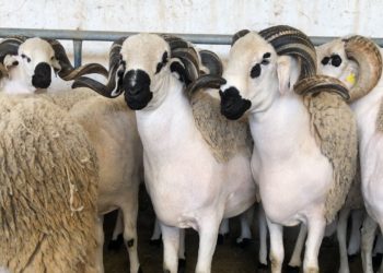 وزارة الفلاحة..العرض المخصص لعيد الأضحى يفوق الطلب