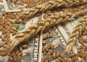 هذه هي تكلفة واردات القمح من الخارج