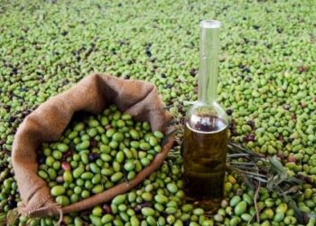 الحكومة تقيد تصدير الزيتون بجميع أنواعه