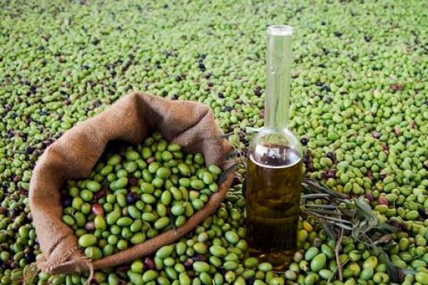 الحكومة تقيد تصدير الزيتون بجميع أنواعه