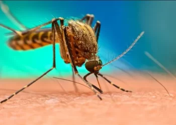 الصحة الأمريكية توافق على أول لقاح في العالم ضد داء الشيكونغونيا