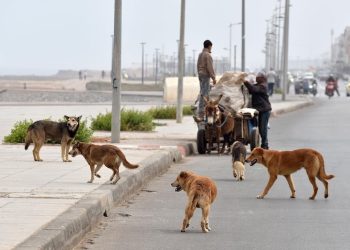 وزارة الداخلية..برنامج وطني يهدف إلى التصدي لتفاقم ظاهرة الكلاب الضالة