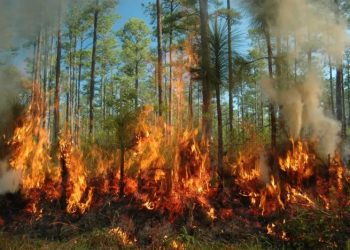 المياه والغابات..تحذير من اندلاع حرائق غابوية بعدد من مناطق المملكة